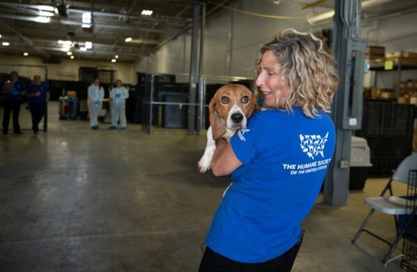 Chó Fin beagle được giải cứu và tận hưởng cuộc sống mới trong gia đình nuôi dưỡng