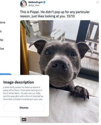 Ví dụ mô tả hình ảnh chú chó Pioppi trên Instagram We Rate Dogs