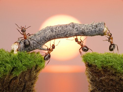 Hình ảnh con kiến đang làm việc miệt mài, tượng trưng cho năng suất làm việc cao và hiệu quả công việc.