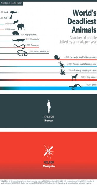 Infographic so sánh các loài động vật gây tử vong nhiều nhất thế giới