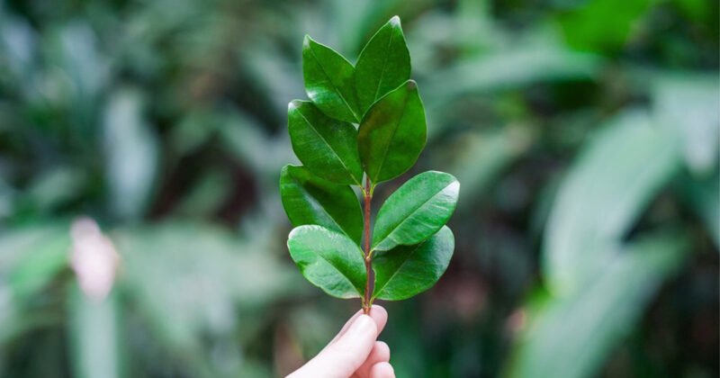 Lối sống xanh cân bằng môi trường và phát triển bền vững